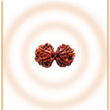 Natural Gaurishankar Rudraksha (Nepal Origin - Collector Size)