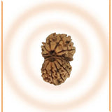Natural Gaurishankar Rudraksha (Nepal Origin - Collector Size)