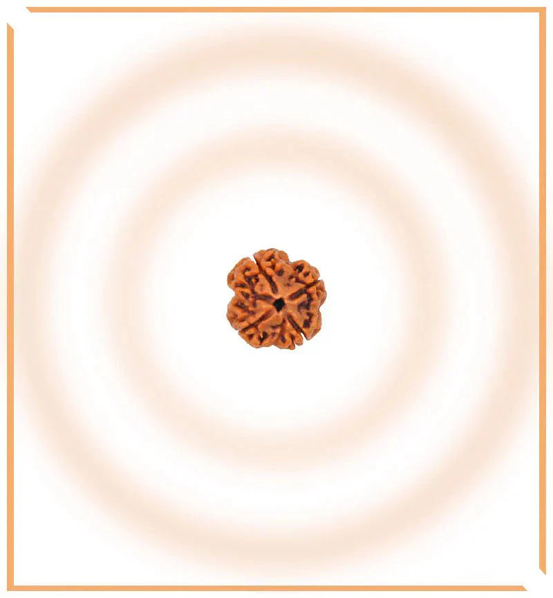 Natural 5 Mukhi/Face Rudraksha (Nepal Origin) - Urja Ghar