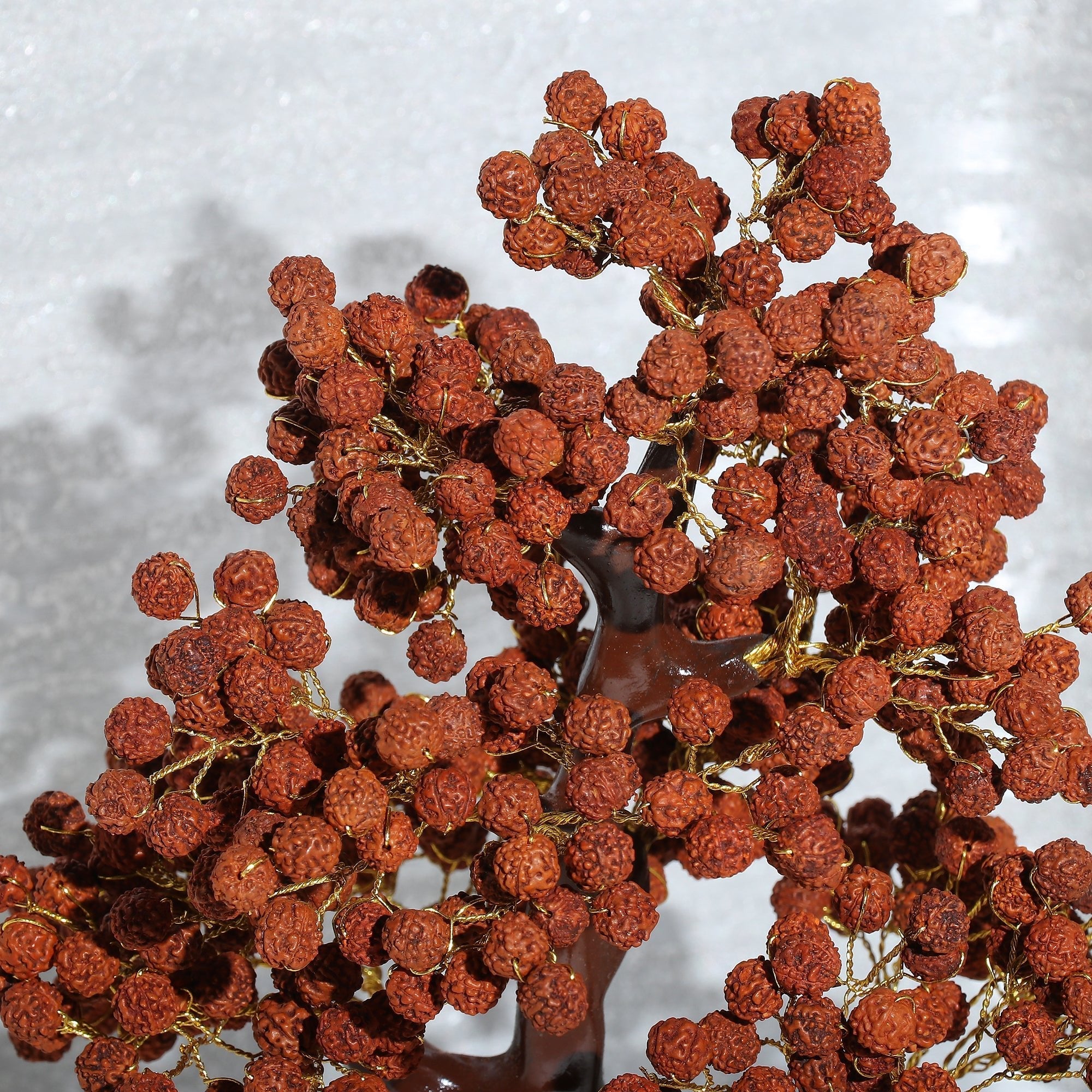 Rudraksha Tree - Urja Ghar