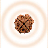 Natural 4 Mukhi/Face Rudraksha (Nepal Origin)