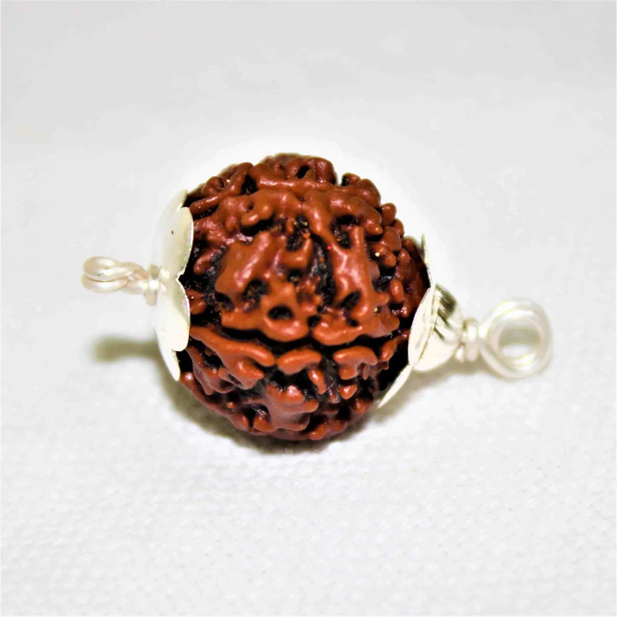 Natural 5 Mukhi/Face Rudraksha (Nepal Origin) - Urja Ghar