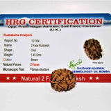 Natural 2 Mukhi Rudraksha (Himalaya origin)