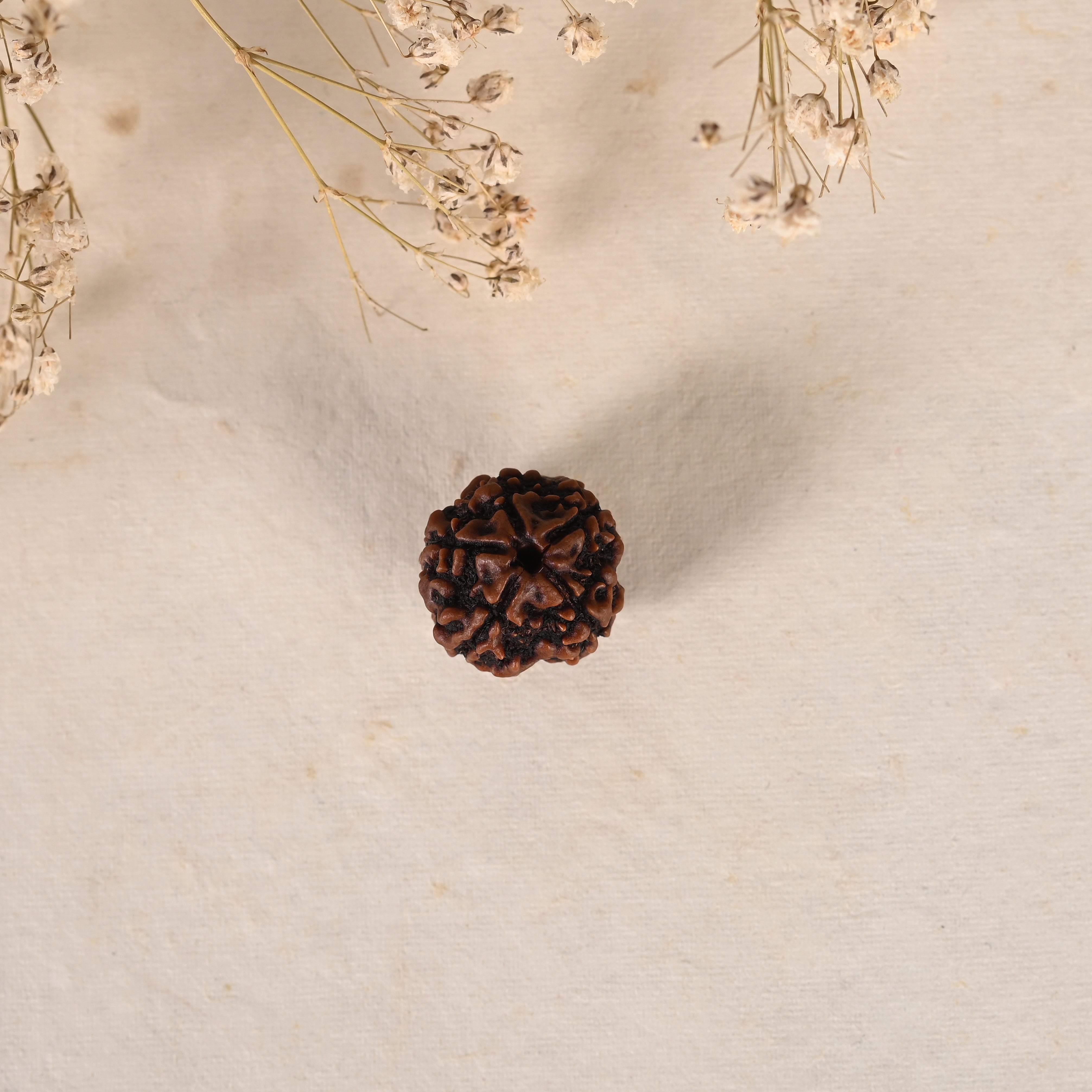 Five Mukhi Rudraksha (AAA Quality) - Urja Ghar