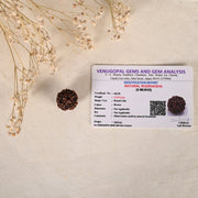 Five Mukhi Rudraksha (AAA Quality) - Urja Ghar