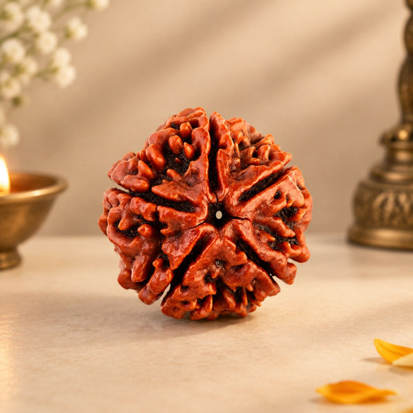 5 Mukhi Rudraksha