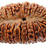 21 Mukhi Rudraksha Sacred Bead Rare- Certified A++ --IGL Lab Certified with Authentic certificate