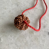 7 Mukhi Rudraksha | Goddess Lakshmi, Abundance, Original Authentic Nepal Rudraksha Certified