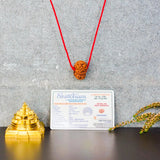 10 Mukhi Rudraksha  Nepal Certified