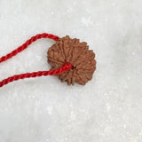 10 Mukhi Rudraksha  Nepal Certified