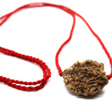 2 Mukhi Nepalese Rudraksha