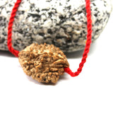 2 Mukhi Nepalese Rudraksha