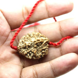 2 Mukhi Nepalese Rudraksha