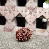 Original 9 Mukhi Rudraksha Beads, Authentic Premium Quality Nine Face Ma Durga Rudraksha from Nepal, Sacred Ketu And Goddess Durga Rudraksha