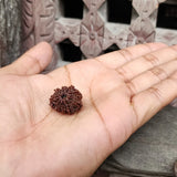 Original 9 Mukhi Rudraksha Beads, Authentic Premium Quality Nine Face Ma Durga Rudraksha from Nepal, Sacred Ketu And Goddess Durga Rudraksha