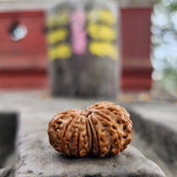 Original 14 Mukhi Rudraksha Beads, Authentic 14 Faces Rudraksha from Nepal, Collector Premium Quality, Sacred Saturn And Hanuman Blessing