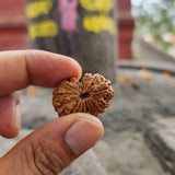 Original 14 Mukhi Rudraksha Beads, Authentic 14 Faces Rudraksha from Nepal, Collector Premium Quality, Sacred Saturn And Hanuman Blessing