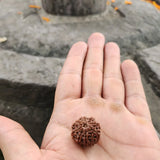 Nepali 8 Mukhi Rudraksha Bead-Lab Certified With Adjustable Cord, Rudraksha Seed, 8 Mukhi Rudraksha, Eight Face Rudraksh Nepal Bead