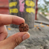 Nepali 8 Mukhi Rudraksha Bead-Lab Certified With Adjustable Cord, Rudraksha Seed, 8 Mukhi Rudraksha, Eight Face Rudraksh Nepal Bead