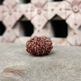 Original 9 Mukhi Rudraksha Beads, Authentic Premium Quality Nine Face Ma Durga Rudraksha from Nepal, Sacred Ketu And Goddess Durga Rudraksha