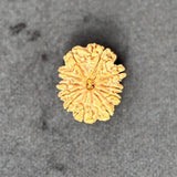 11 Mukhi Rudraksha